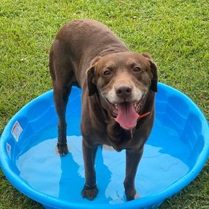 Meet your Posher, Amy